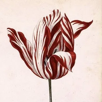Dutch Tulip Painting